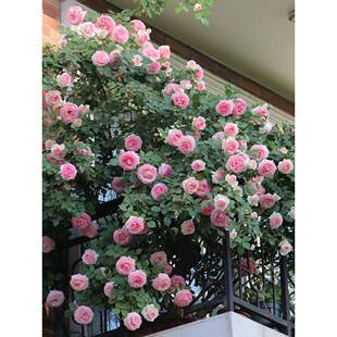 天月季6.5升天狼（鲜果蓝汁雨庭院阳台狼多季观植赏绿花卉盆栽苗