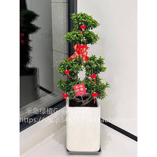 金钱榕盆公栽办室大发财树钱摇树乔LBH迁之型喜室内客厅绿植招财