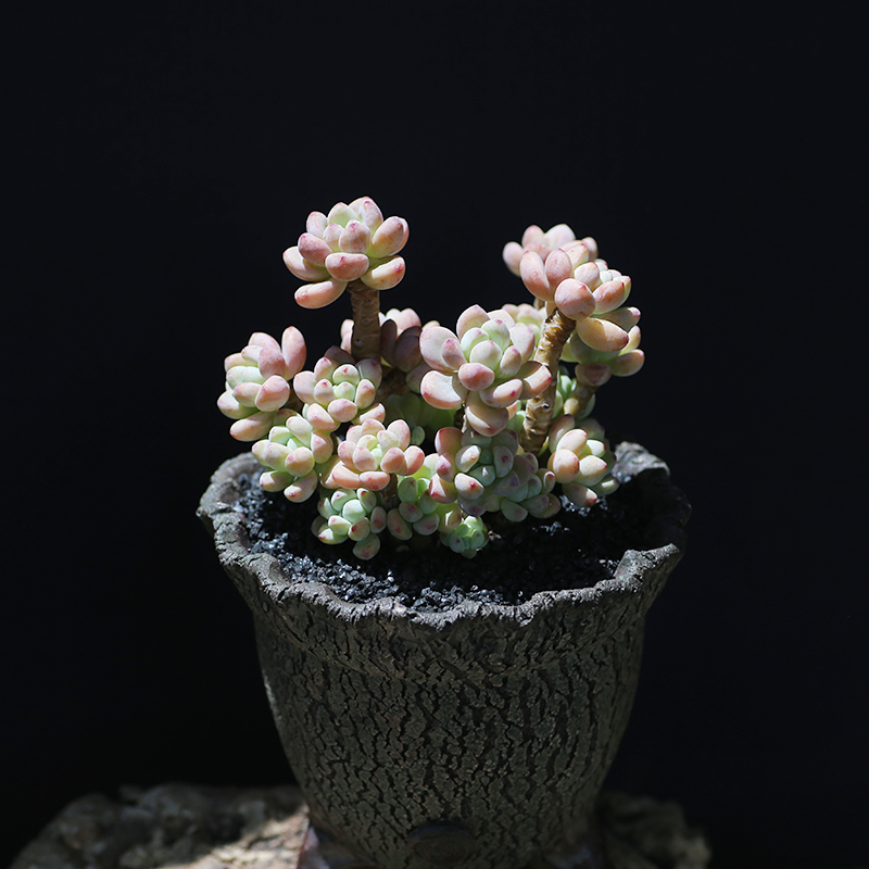 罗琦 劳尔多肉植物控养群生带香味盆栽新手好养