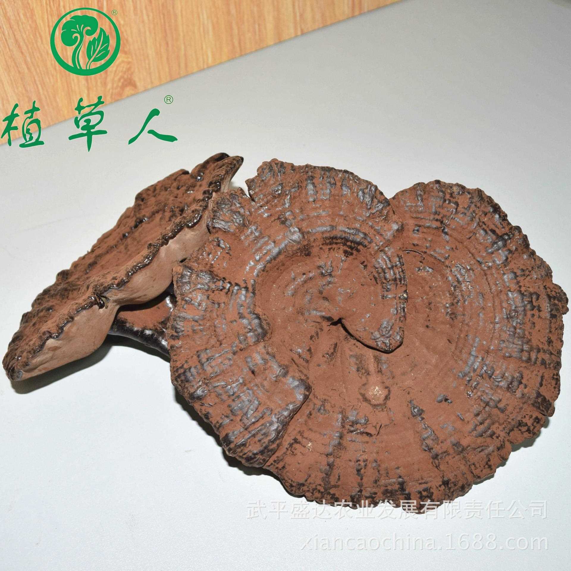 福建椴木紫灵芝赤灵芝 色泽饱满带粉短脚灵芝 散装短柄清香紫灵芝