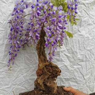 极速中高端大型紫藤花老桩熟桩庭院搭架遮阴树桩精品实拍花卉盆景