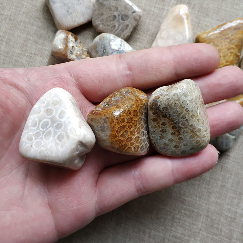 天然大块珊瑚玉化石菊花石碎石原石鱼缸花盆造景装饰石摆件矿石标