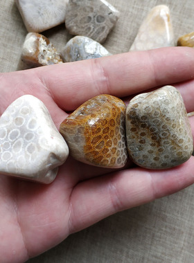 天然大块珊瑚玉化石菊花石碎石原石鱼缸花盆造景装饰石摆件矿石标