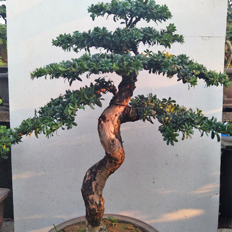 极速一物一拍 精品 小叶罗汉松 造型罗汉松 雀舌罗汉松盆景实物