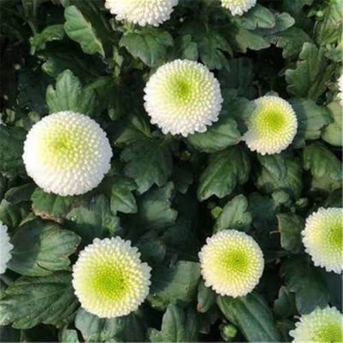 极速巧园艺花卉盆栽5色乒乓菊易活四季盆栽开花不断室内外花卉植