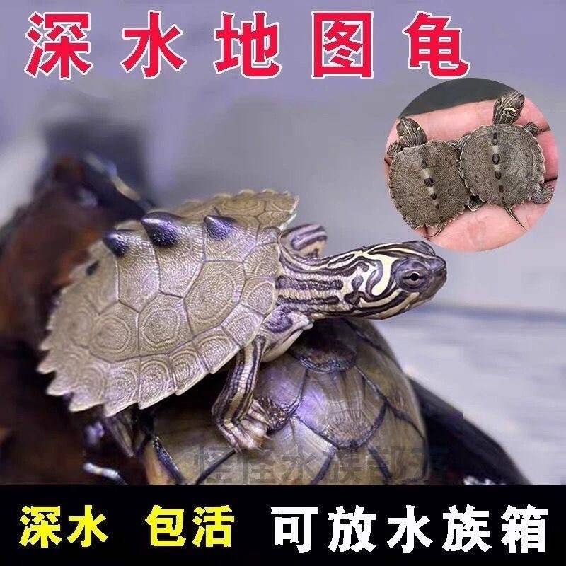密西西比地龟深水龟鱼缸混养小乌龟活物家养观赏龟小宠迷你稀有图