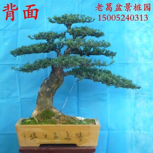 极速米叶罗汉松盆景树桩实物 小叶罗汉松盆景造型 树型好过度好