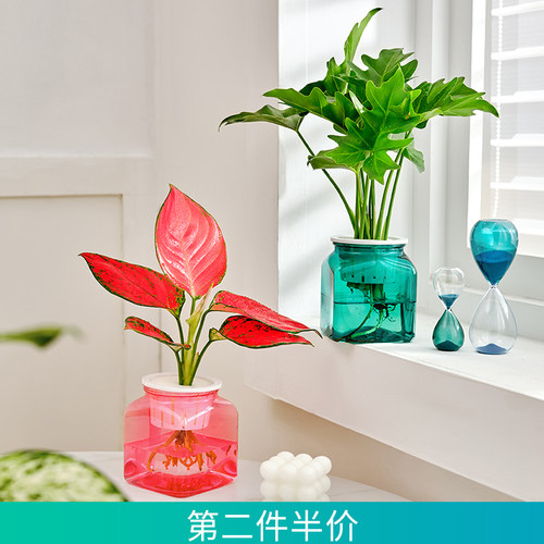 极速水培火鹤花办公室内常青植物水培白掌耐荫净化空气绿植茉莉花