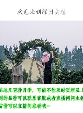【帕尔玛修道院】灌木中大苗紫红色丰花多季强香 绿园美植月季