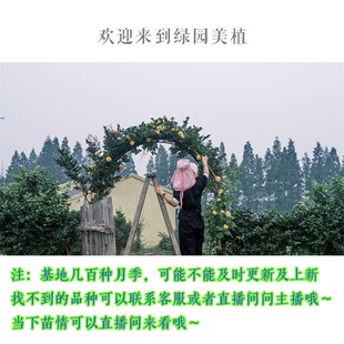【帕尔玛修道院】灌木中大苗紫红色丰花多季强香 绿园美植月季