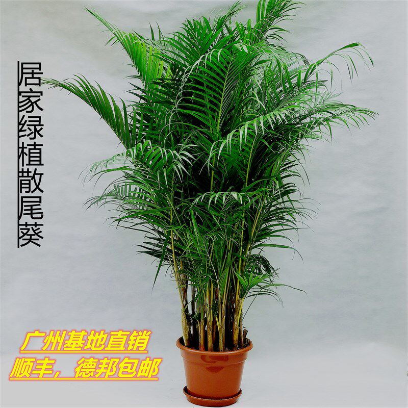 散尾葵大型盆栽绿植室内客厅办公室吸甲醛净化空气凤尾竹植物包邮