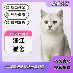 【浙江猫舍】纯种银渐层幼猫活体宠物猫英国短毛猫银渐层英短银渐