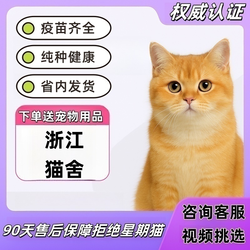 【浙江猫舍】英短纯种金渐层幼猫幼崽血统赛级英国短毛猫蓝金活体