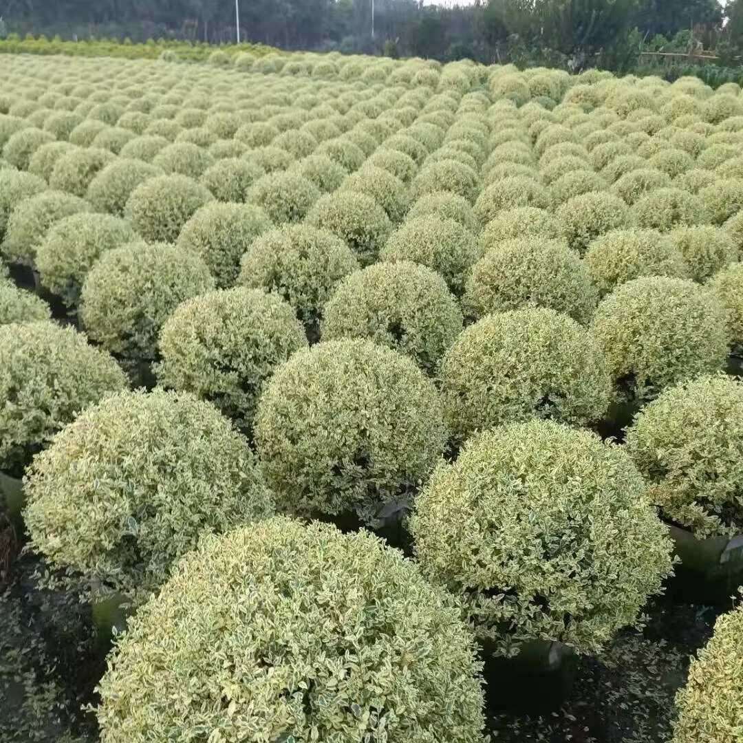 四季常绿多年神观叶灌木植物亮晶女贞苗耐热耐寒别墅花园花境植