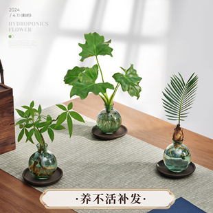 速发公好植物发财树小盆栽办水室内培水养绿萝四季 常青茶桌面绿植