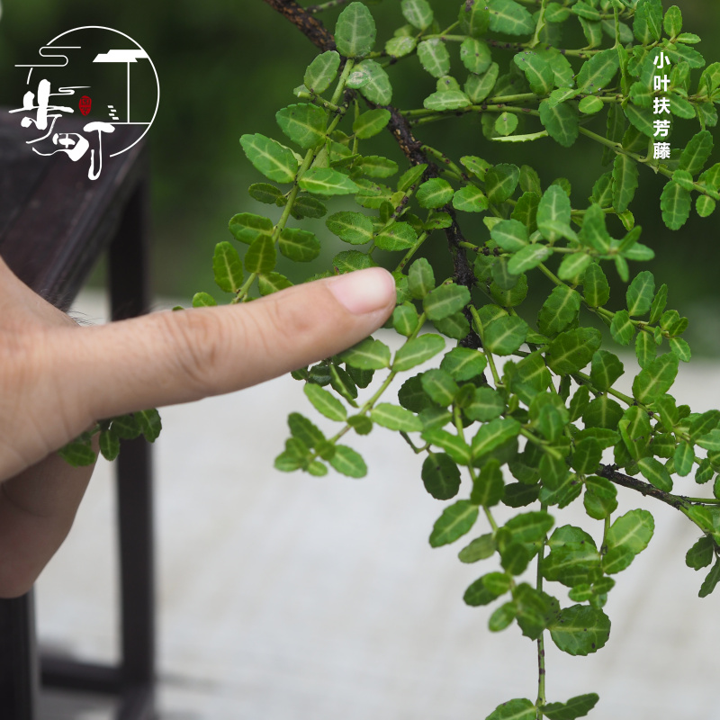 小叶扶芳藤老桩造型盆栽耐寒爬藤观叶一物一拍