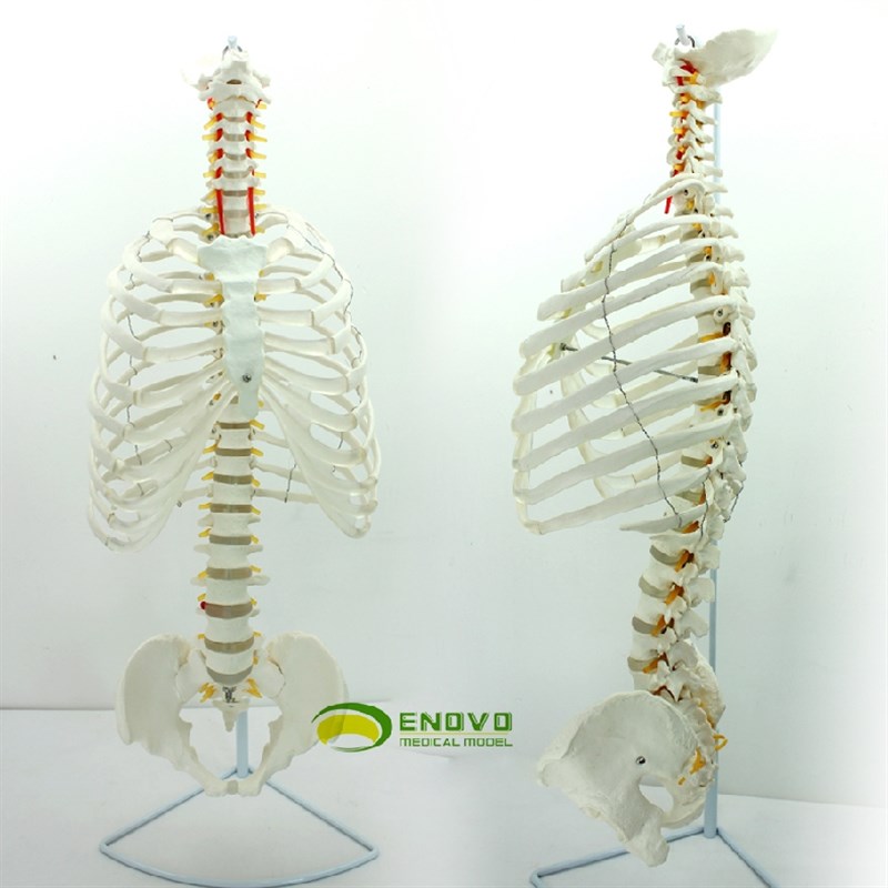 ENOVO颐诺医学人体脊柱胸廓结构模型 脊椎骨盆整骨胸骨肋骨胸腔骼