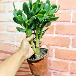 玉树植物盆栽室内多肉花卉老桩大型禄植客厅家养四季青家庭绿植