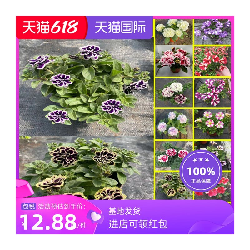 矮牵牛垂吊花卉盆栽重瓣冰淡紫花苗牵牛花伊丽莎白带花四季开花