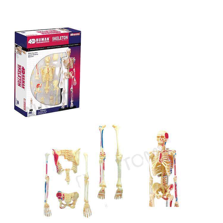 4DMASTER人体解剖模型大脑心脏眼球耳朵盆腔骨骼膝关节肌肉模型,文具电教/文化用品/商务用品,教学标本/模型,淘宝优惠券,粉丝福利购,淘宝优惠卷