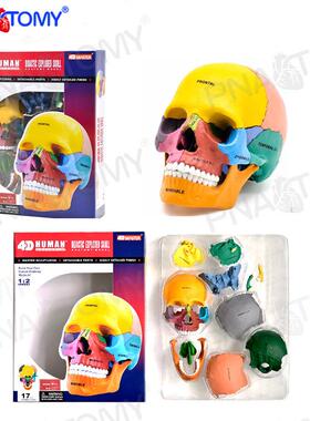 4DMASTER人体解剖模型益智拼装科普玩具口腔彩色头骨皮肤肌肉
