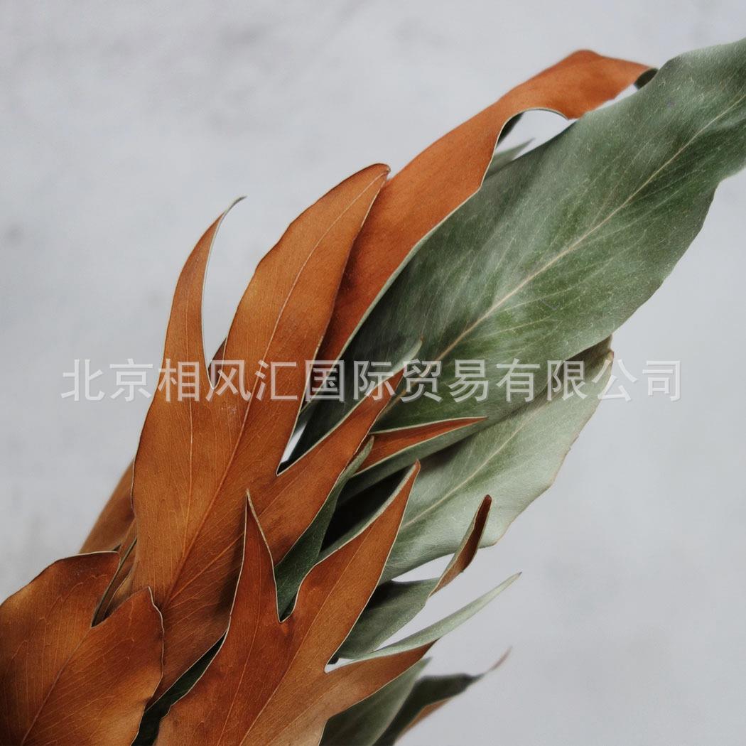进口干花干草干叶装饰插花家居摆设节日礼品两面叶