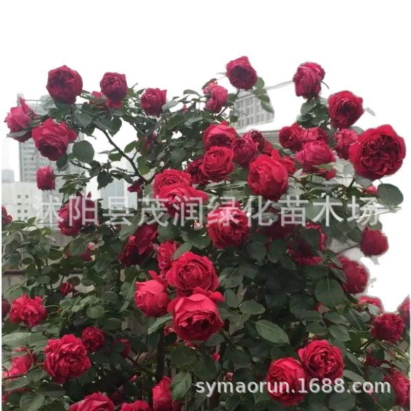 庭院地栽藤本月季花爬藤阳台盆栽四季多花蔷薇粉龙大游行廊架绿化,鲜花速递/花卉仿真/绿植园艺,月季/蔷薇/玫瑰,淘宝优惠券,粉丝福利购,淘宝优惠卷