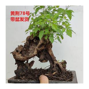 黄荆老桩小型盆景大山舍利镂空碳化熟桩带盆栽好绿植阳台精品实拍