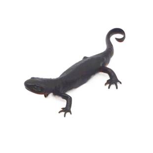 小火龙两栖体冷水鱼清洁工东方蝾螈观赏鱼小型鱼鱼缸清洁淡水宠物