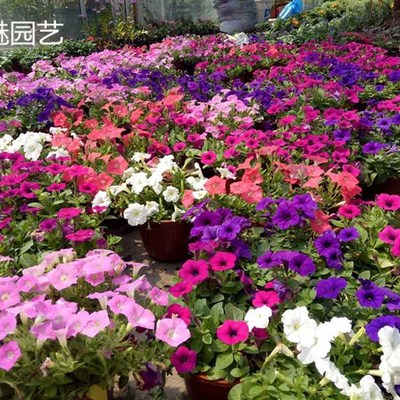矮牵牛花苗盆栽植物阳台庭院花卉垂吊牵牛花舞春花百万小玲