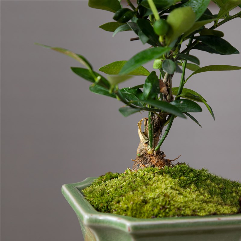 金豆微型小盆景室内办公室茶几桌面喜庆四季好养观赏绿植盆栽摆件