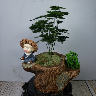 唐山矮生云竹文竹云松竹办公室内好养绿植桌面长青小盆栽