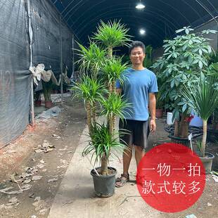 老桩龙血树龙须树三头五头多头多叉分枝室内大气高大大型绿植盆栽
