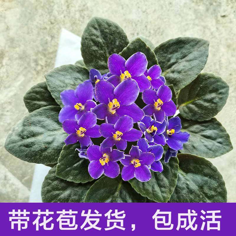 紫罗兰盆栽花非洲堇耐阴四季开花室内客厅办公桌好养庭院包邮净化
