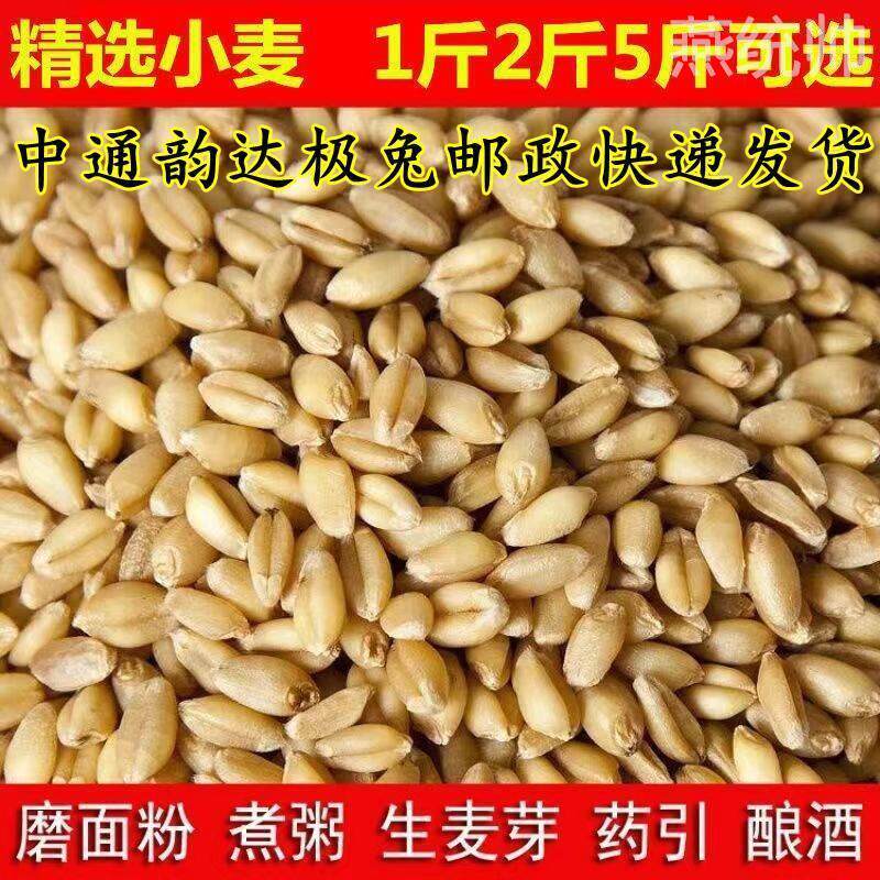 带皮小麦粒1斤5斤2食用磨面药引麦芽糖发芽苗草种子榨汁酿酒猫草