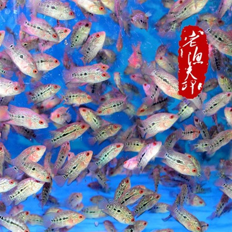 极速罗汉鱼苗泰国花罗汉泰金鸿运马骝德萨红马罗汉鱼花罗汉观赏a