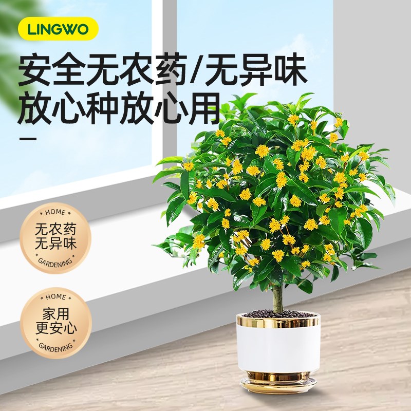 桂花树专用肥盆栽免稀释营养液枯叶病肥料开花肥料植物治黄叶通用