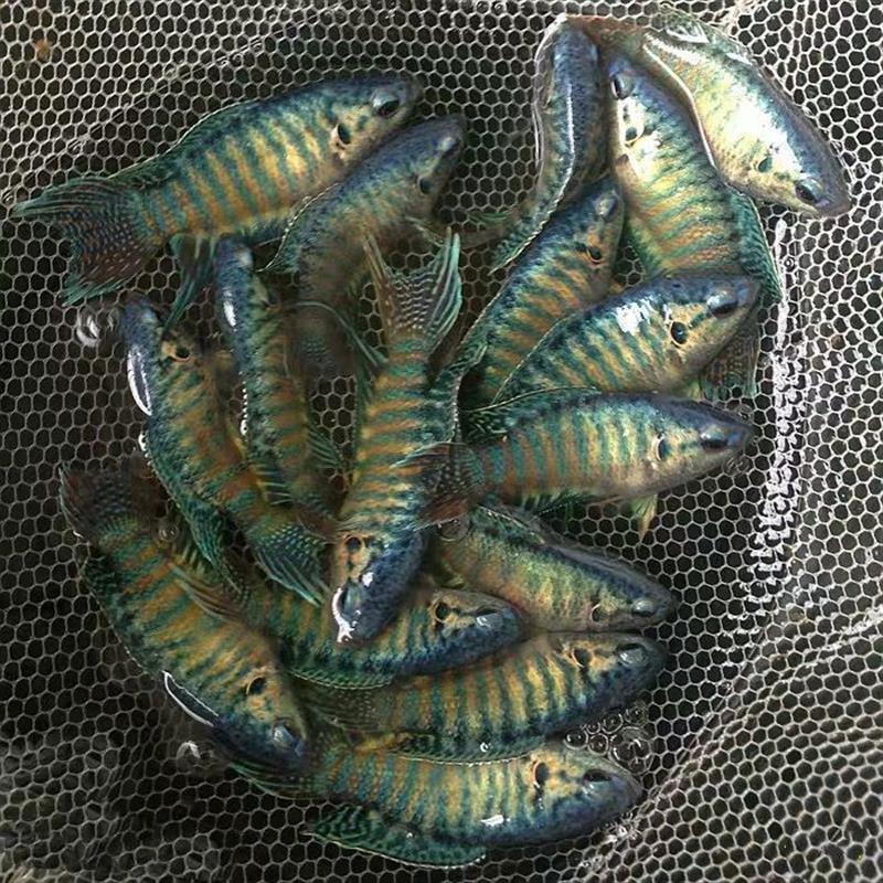 改良蓝叉 好养耐活 观赏鱼 中国斗鱼 观背淡水鱼 国斗活鱼 叉尾斗