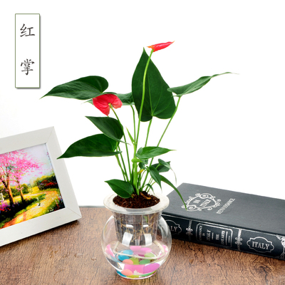 极速绿萝栀子花发财树吊兰常春藤水培植物盆栽花卉办公室内盆景绿
