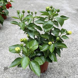 丹麦木槿 大红花 粉色红色桔色 扶桑花重瓣 桑叶牡丹 朱槿花木菊