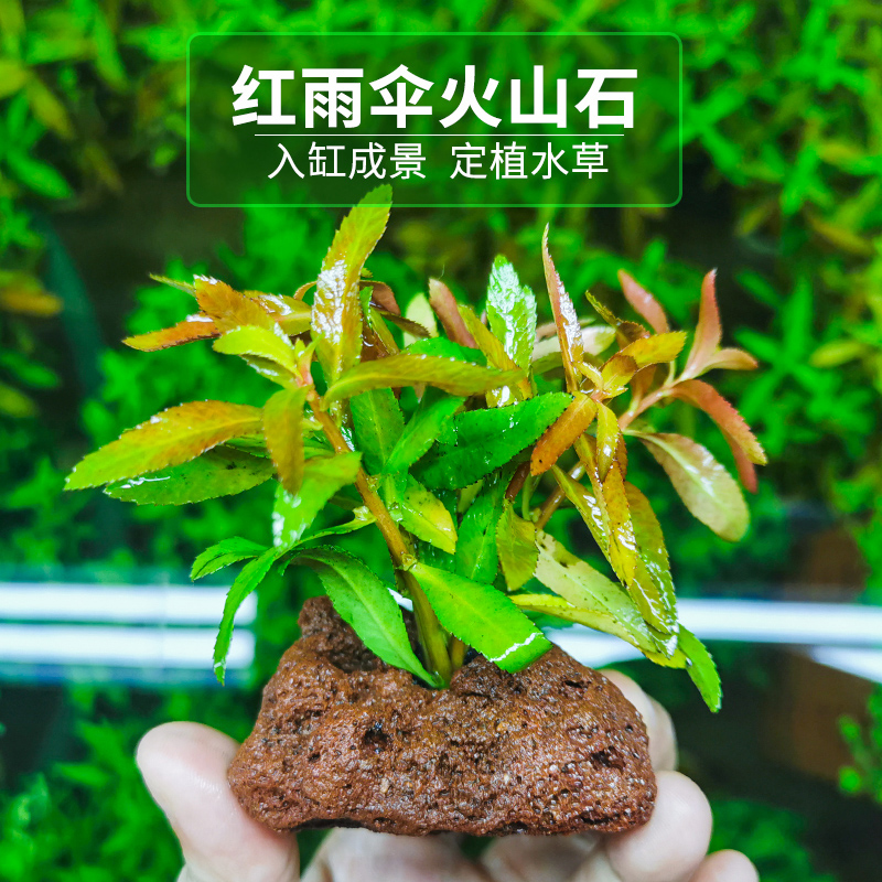 火山石水草定植鱼缸草缸新手懒人造景植物入门级绿菊水榕莫斯套餐