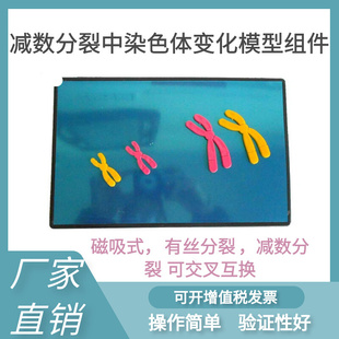 磁性280 33305減數分裂中染色體變化模型組件