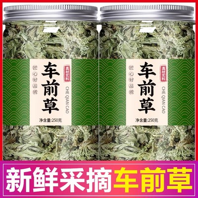 冰墨涵车前草野生车前草茶