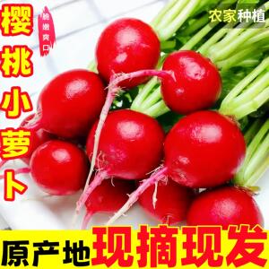 樱桃萝卜新鲜水果红皮甜脆生吃东北特产蔬菜蘸酱菜小萝卜5斤现摘