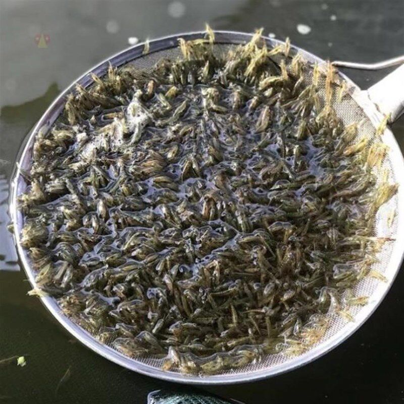 网红水生小宠物河虾苗淡水养殖小虾米活虾饲料虾活小观赏家养水