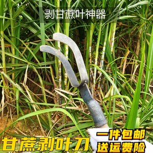 甘蔗专用削叶刀剥甘蔗叶神器新型锰钢甘蔗剥叶刀修整甘蔗叶农用神