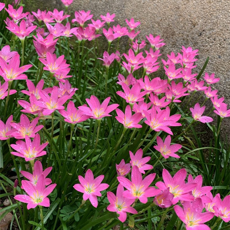 喜阴花卉风雨兰葱兰种球韭兰庭院绿化植物花苗四季种易活草开花