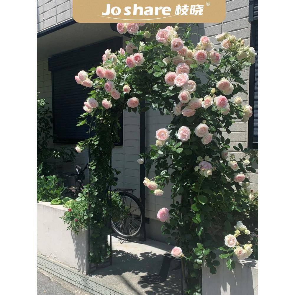 枝晓拱门花架蔷薇花爬藤架月季花爬架藤本紫藤风车茉莉庭院藤架