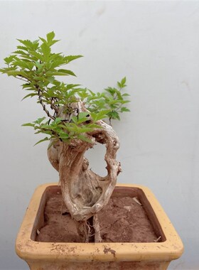 黄荆盆景舍利镂空一张皮精品老桩