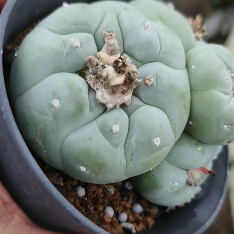 白皮大疣无刺草球群实生根9CM懒人桌面仙人球植物一物一拍8/22